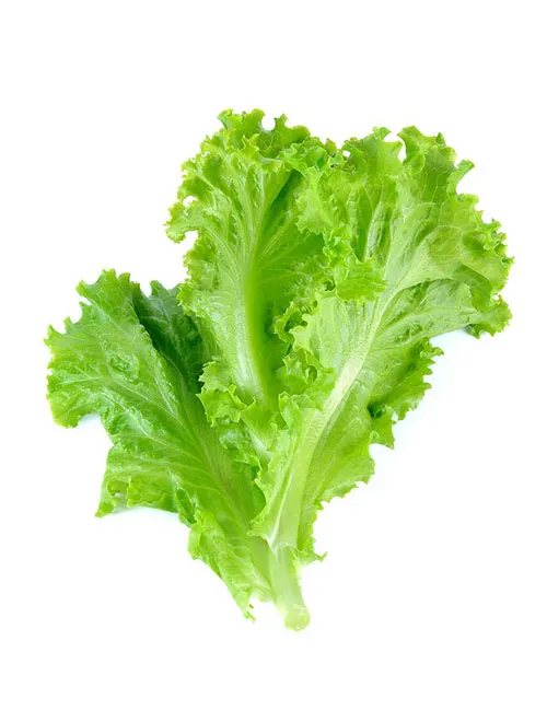 Lettuce leaves